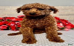 Miniature Poodle dogs for sale: Lilly - Image 7
