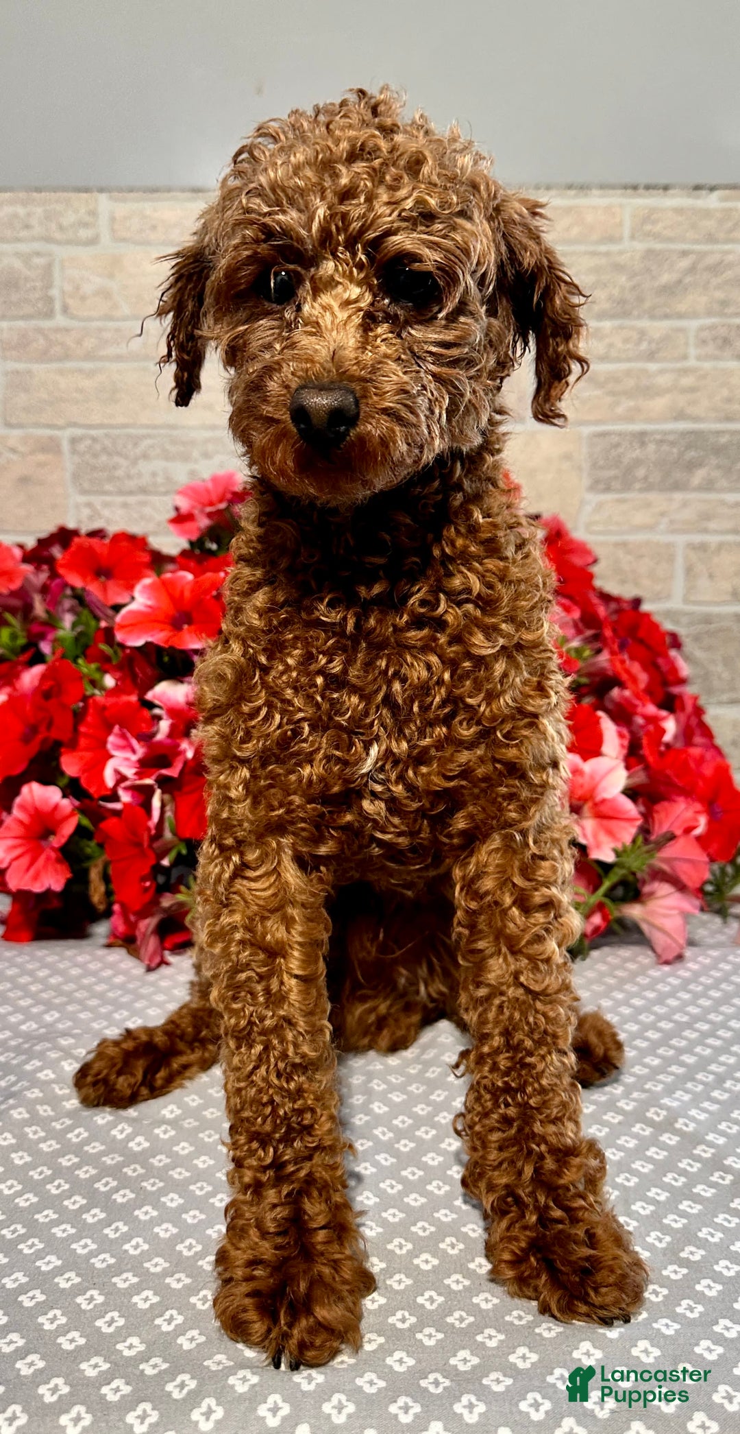 Miniature Poodle dogs for sale: Lilly - Image 7