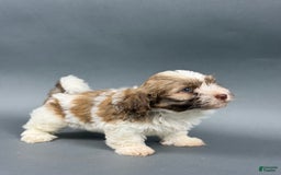 Havanese dogs for sale: OWEN - Image 2