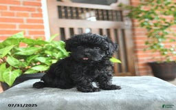 Havapoo dogs for sale: Gibson - Image 2