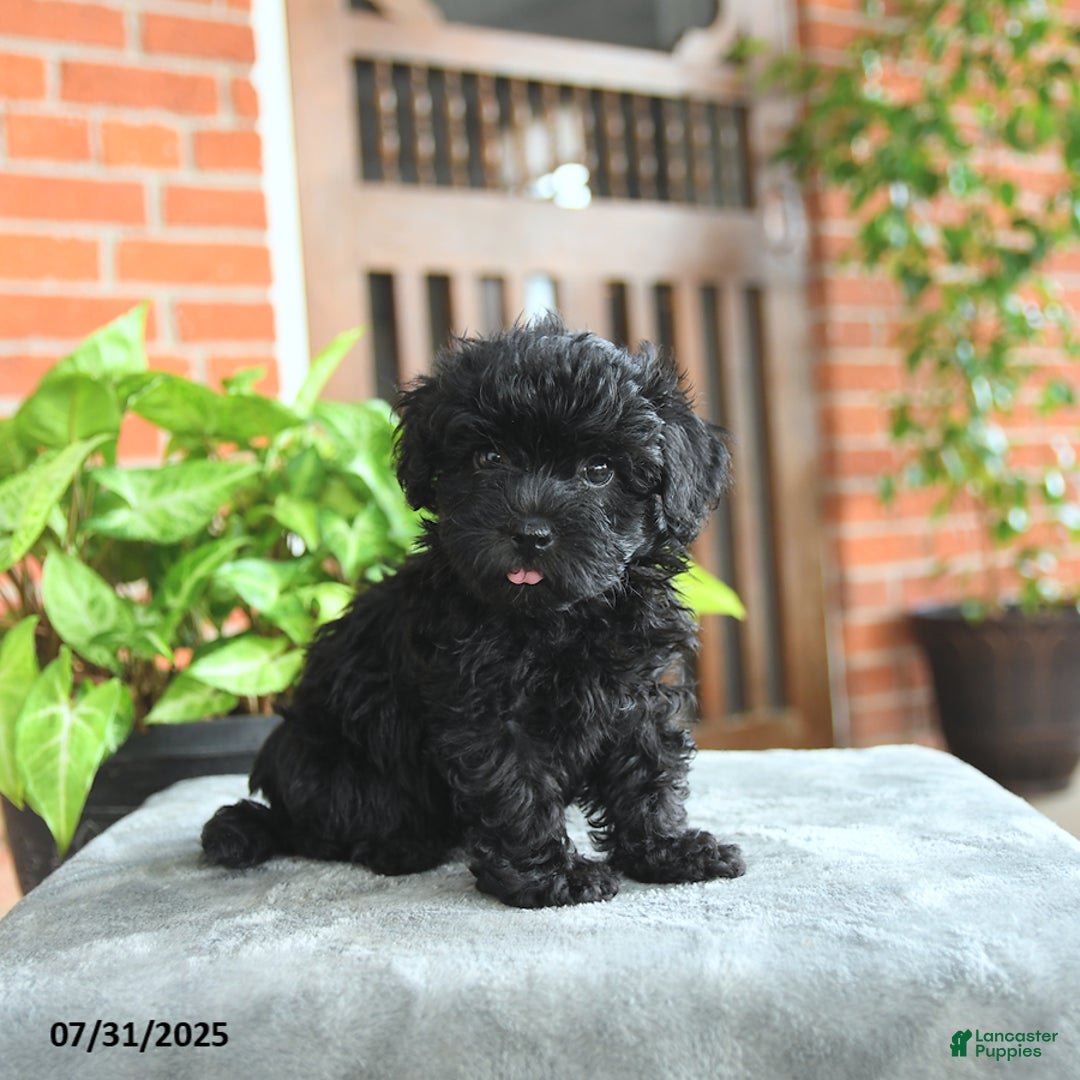 Havapoo dogs for sale: Gibson - Image 2