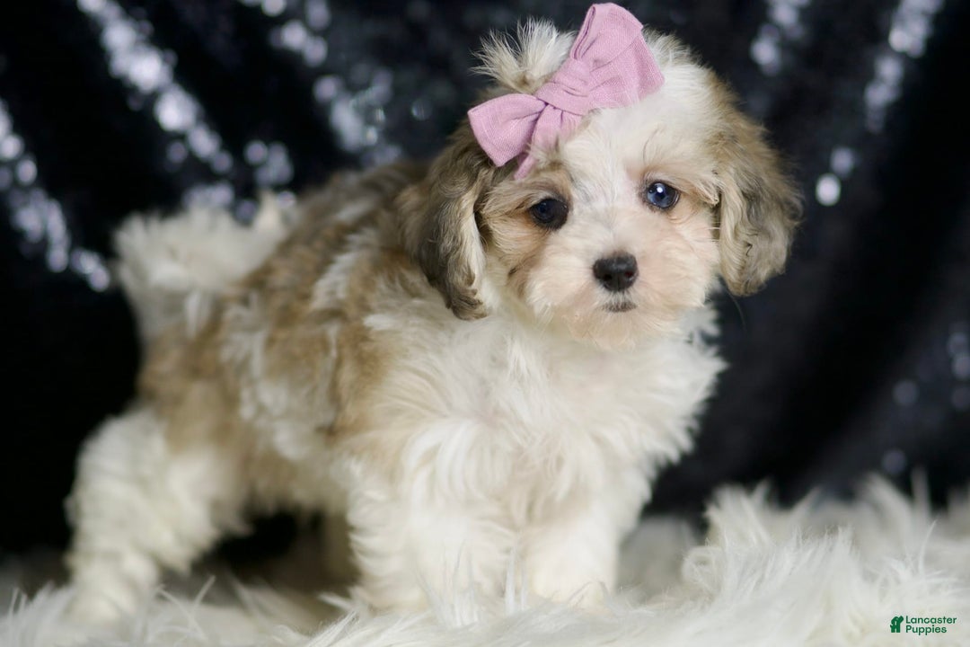 Maltipoo dogs for sale: Beans - Image 3