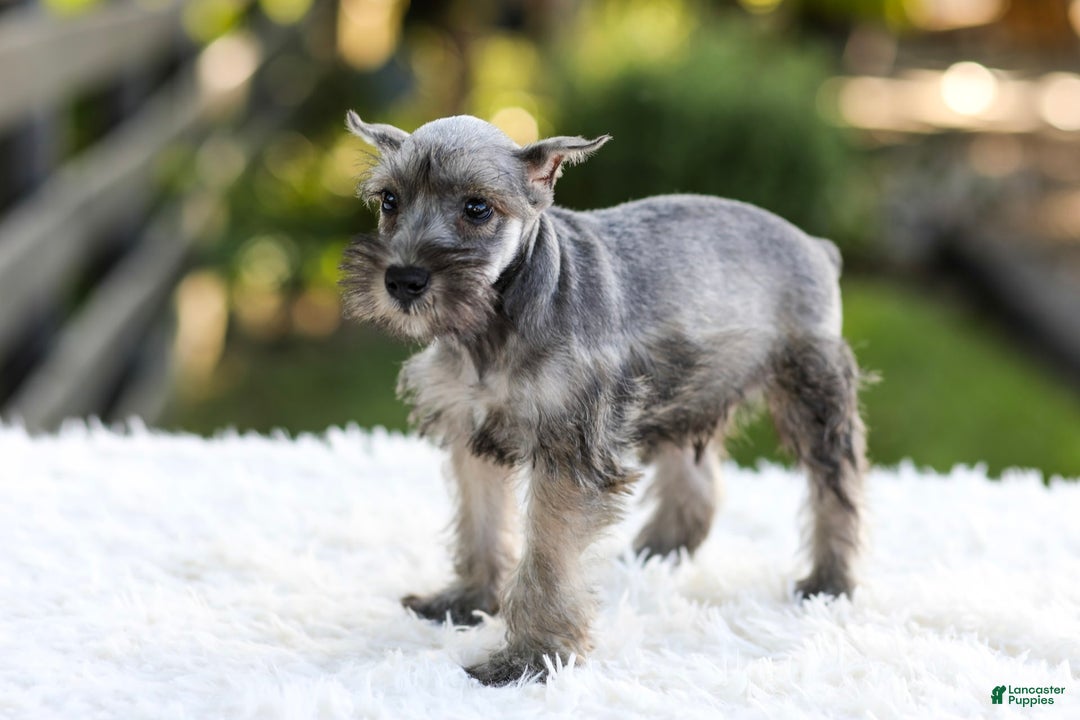 Miniature Schnauzer dogs for sale: Buddy - Image 10