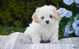 Cavapoo dogs for sale: Harmony - Image 1