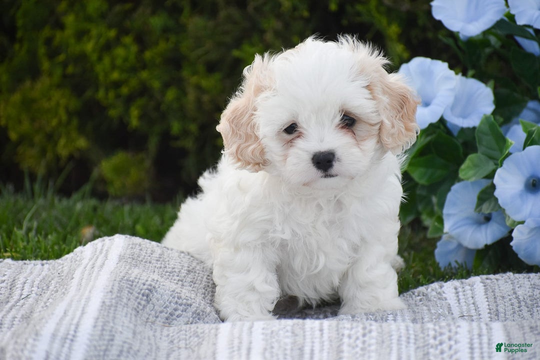 Cavapoo dogs for sale: Harmony - Image 1