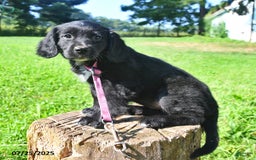 Golden Retriever dogs for sale: Tinker - Image 1