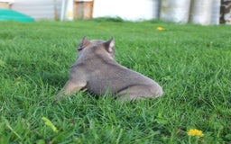 French Bulldog dogs for sale: French Bulldog 3 puppies - Image 20