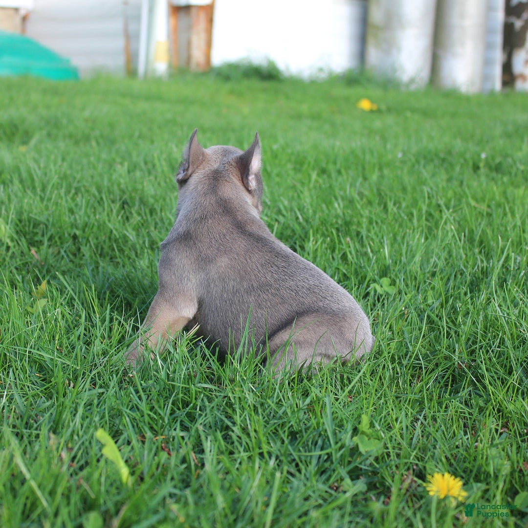 French Bulldog dogs for sale: French Bulldog 3 puppies - Image 20