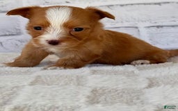 Morkie dogs for sale: Dionne - Image 2