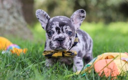 French Bulldog dogs for sale: Collin - Image 7