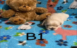 Cavapoo dogs for sale: Male 1 Cream Blonde - Image 4