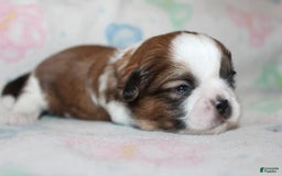 Shih Tzu dogs for sale: Anya Boy 1 - Image 2
