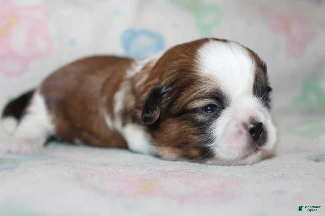Shih Tzu dogs for sale: Anya Boy 1 - Image 2