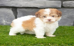 Havanese dogs for sale: Carly - Image 8