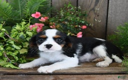 Cavalier King Charles Spaniel dogs for sale: Jack - Image 8