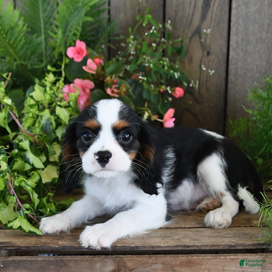 Cavalier King Charles Spaniel dogs for sale: Jack - Image 8
