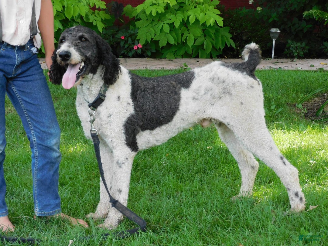 Standard Poodle dogs for sale: Max - Image 2