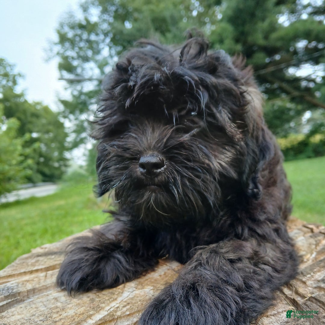 Shihpoo dogs for sale: Cheyenne - Image 8