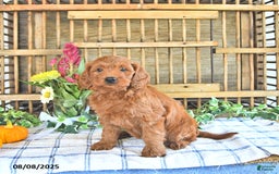 Mini Goldendoodle dogs for sale: Paige - Image 4