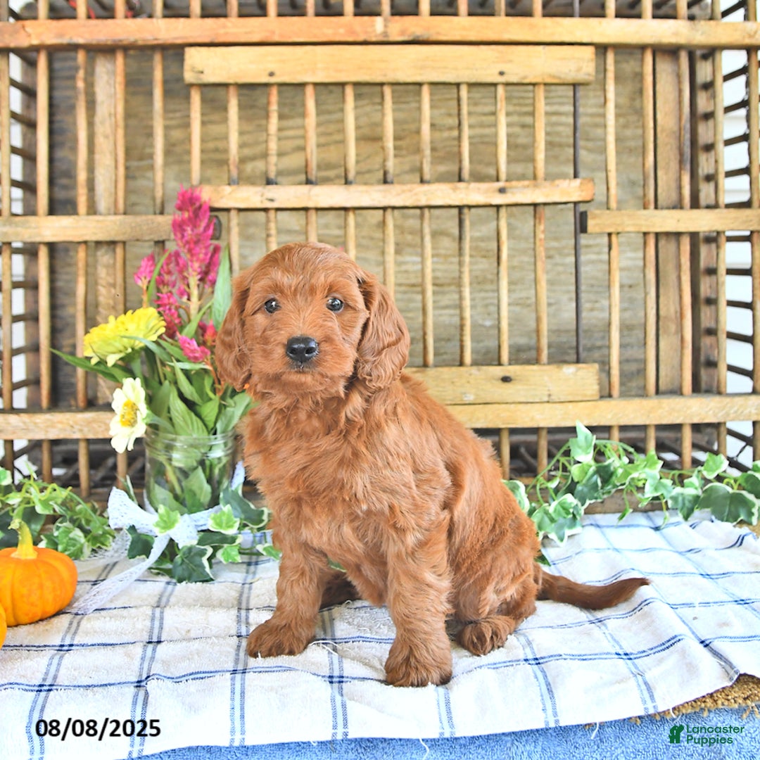 Mini Goldendoodle dogs for sale: Paige - Image 4