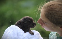 Cockapoo dogs for sale: Yukon - Image 6