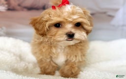 Maltipoo dogs for sale: Red Collared Boy - Image 10