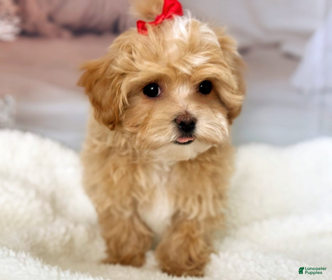 Maltipoo dogs for sale: Red Collared Boy - Image 10