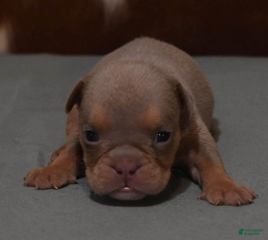 English Bulldog dogs for sale: THEO LILAC - Image 2