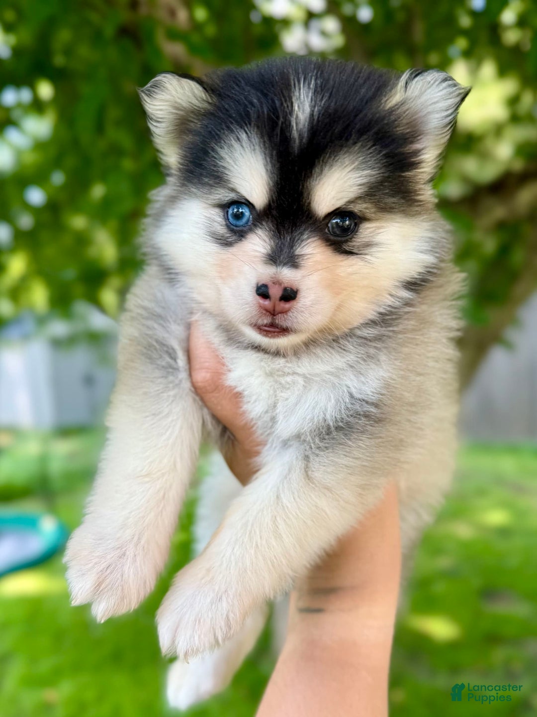 Pomsky dogs for sale: Selene - Image 8