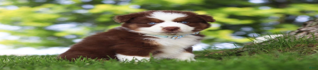 Mako