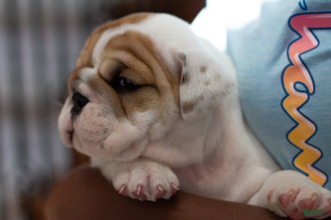 English Bulldog dogs for sale: Stella - Image 3