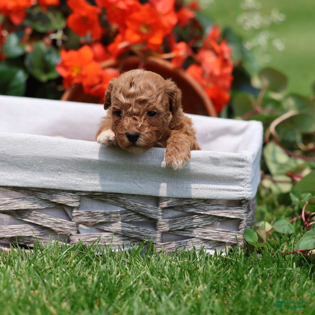 Toy Poodle dogs for sale: Ellie - Image 18