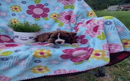 Boxer dogs for sale: Ryder - Image 1