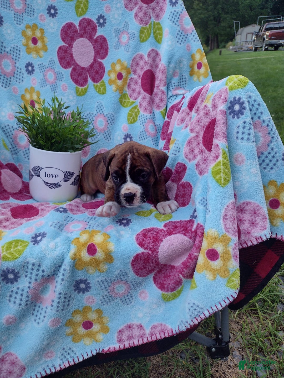 Boxer dogs for sale: Ryder - Image 1