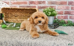 Miniature Poodle dogs for sale: Rover - Image 2