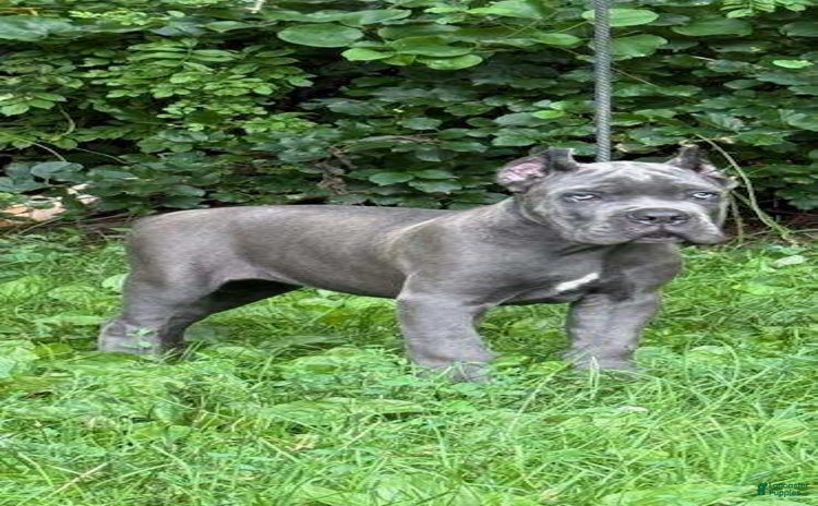 Cane Corso dogs for sale - Ad 1