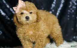 Miniature Poodle dogs for sale: Pika - Image 5