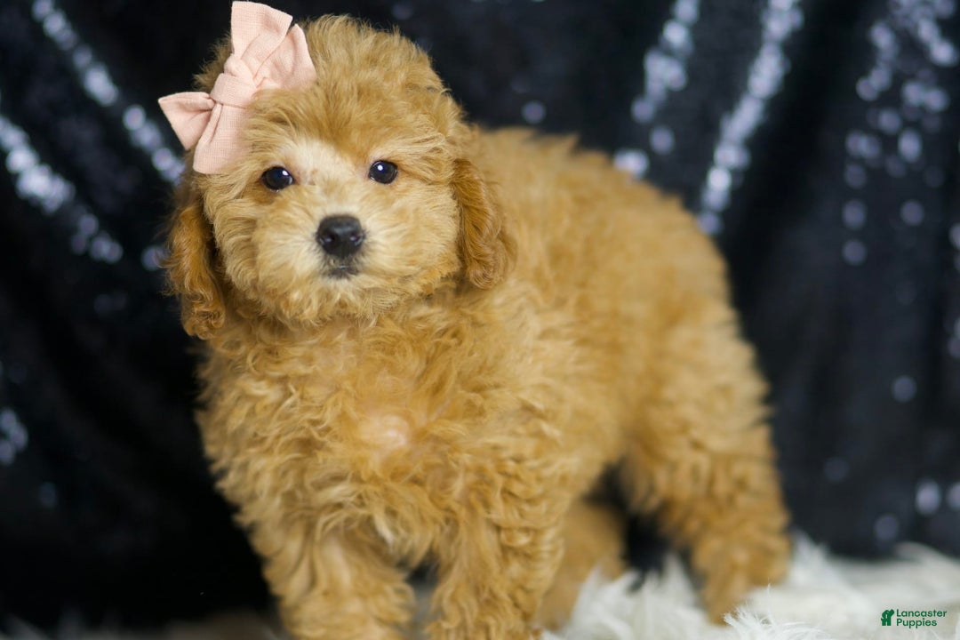 Miniature Poodle dogs for sale: Pika - Image 5