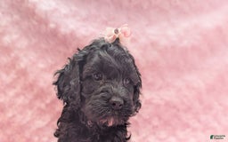 Cockapoo dogs for sale: Emily - Image 14