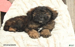 Mini Goldendoodle dogs for sale: Mugsy - Image 3