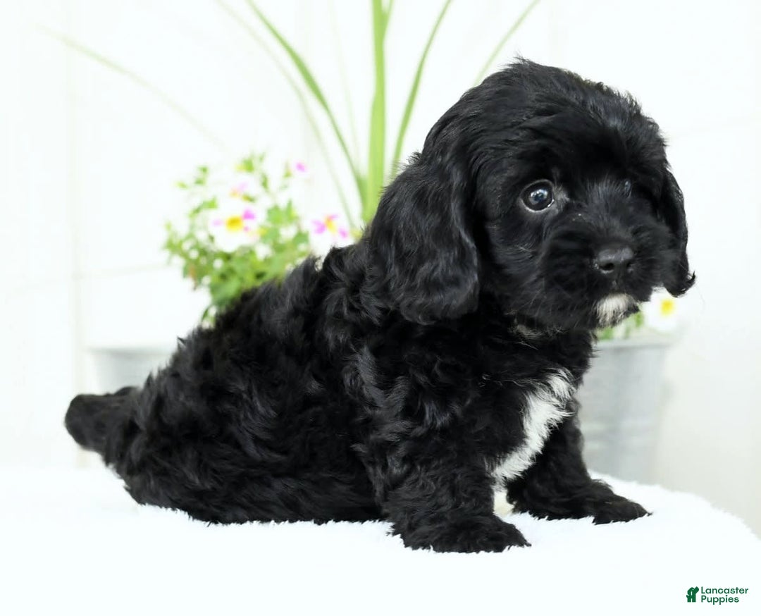 Cavapoo dogs for sale: Grizzly - Image 2