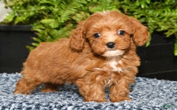 Cavapoo dogs for sale: Tucker - Image 4