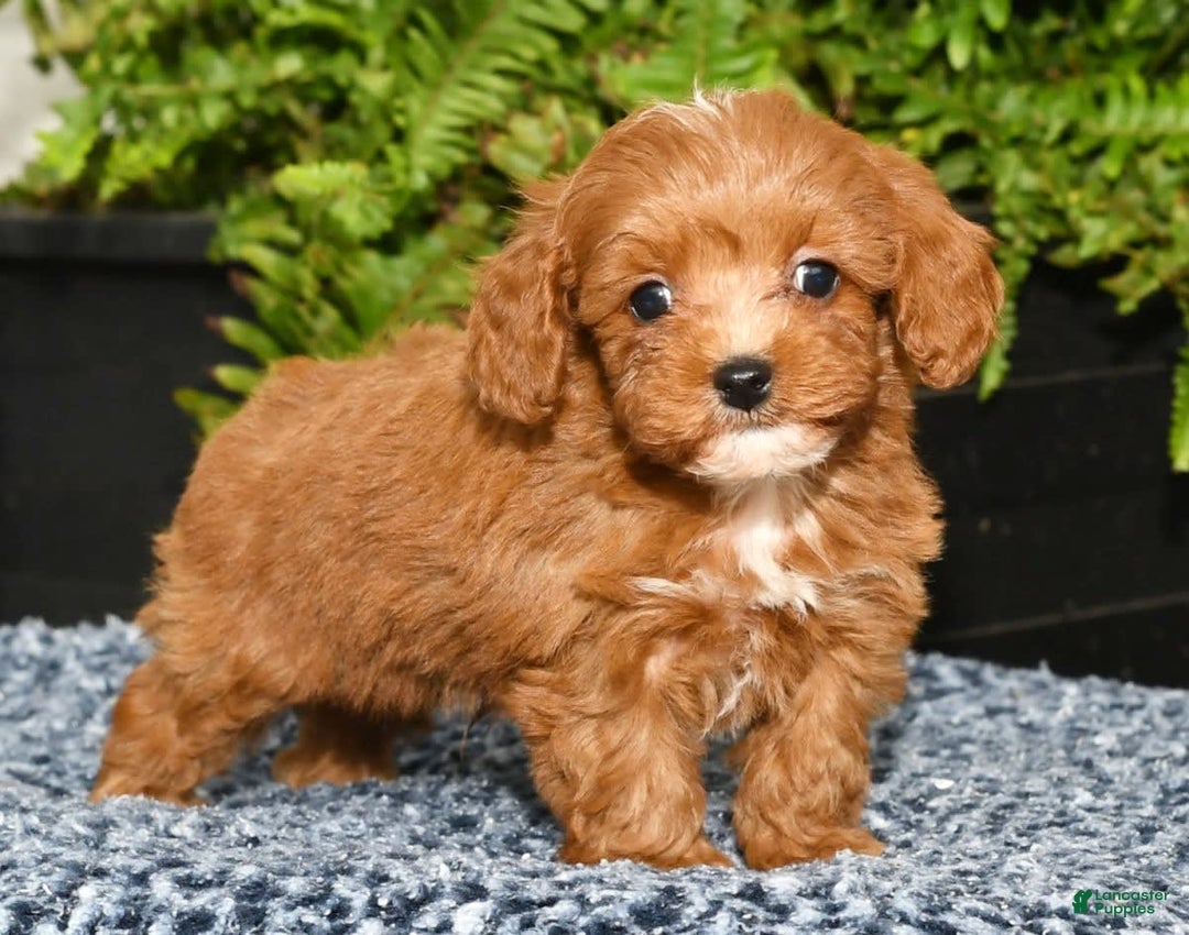 Cavapoo dogs for sale: Tucker - Image 4