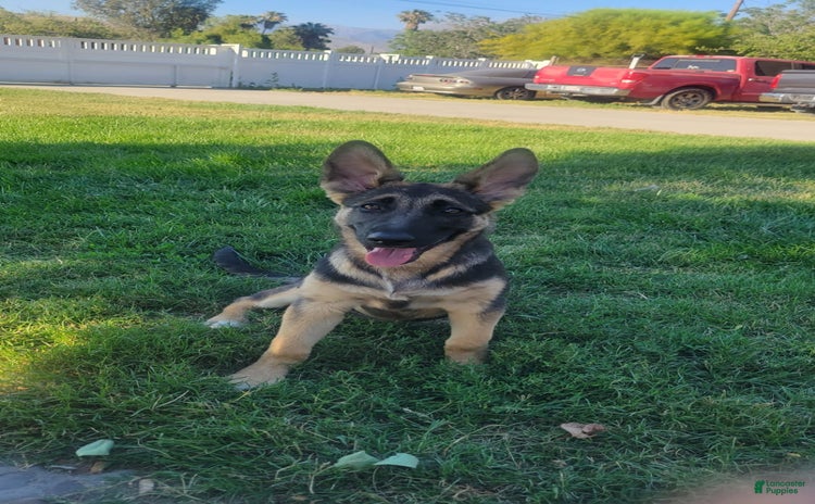 German Shepherd dogs for sale - Ad 2