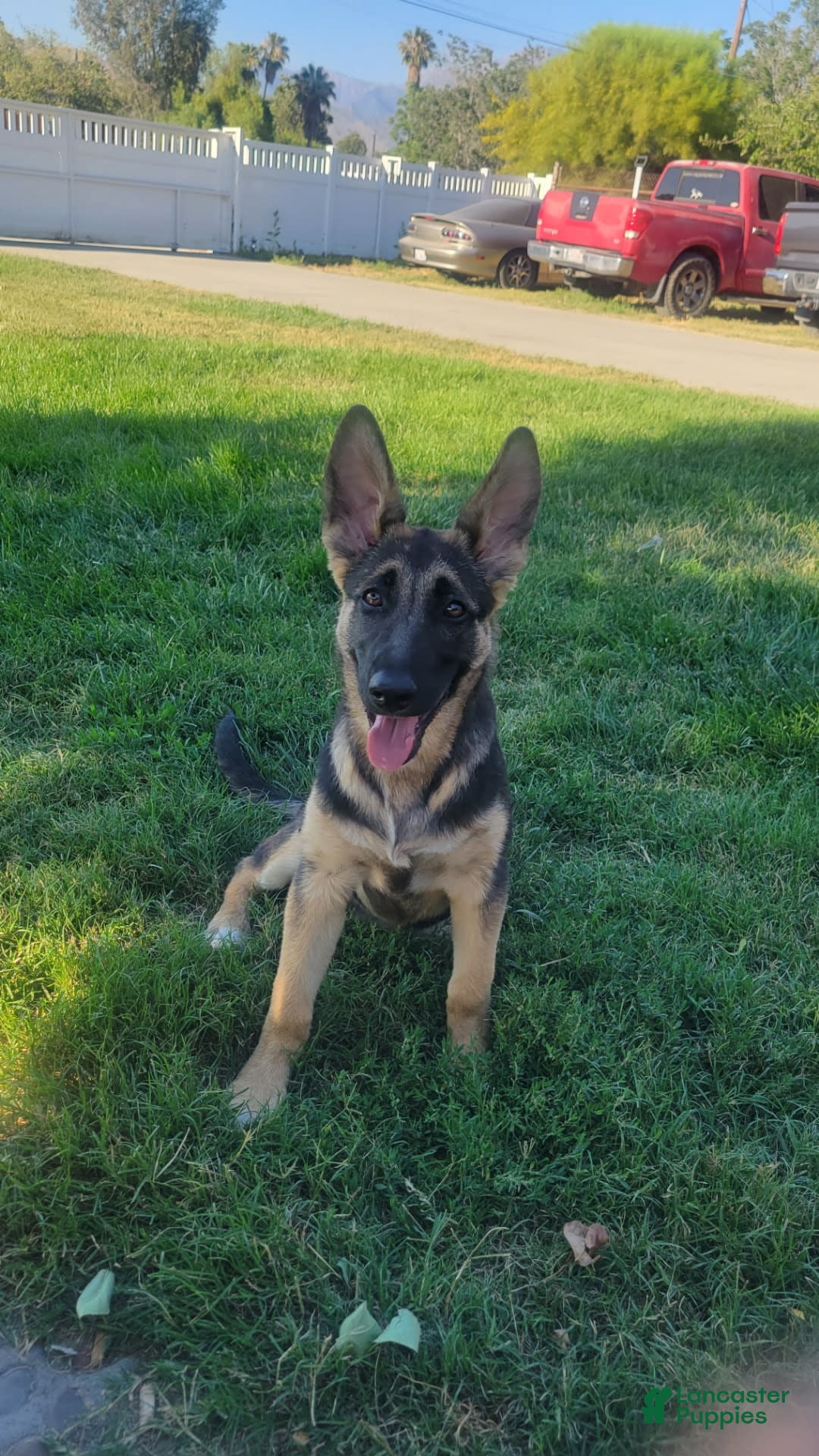German Shepherd dogs for sale: Sadie - Image 1