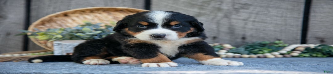 Benson
