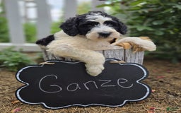 Bernedoodle dogs for sale: Ganze - Image 1