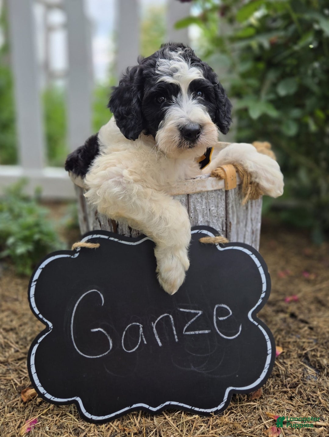 Bernedoodle dogs for sale: Ganze - Image 1