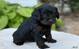 Cavapoo dogs for sale: Luna - Image 11