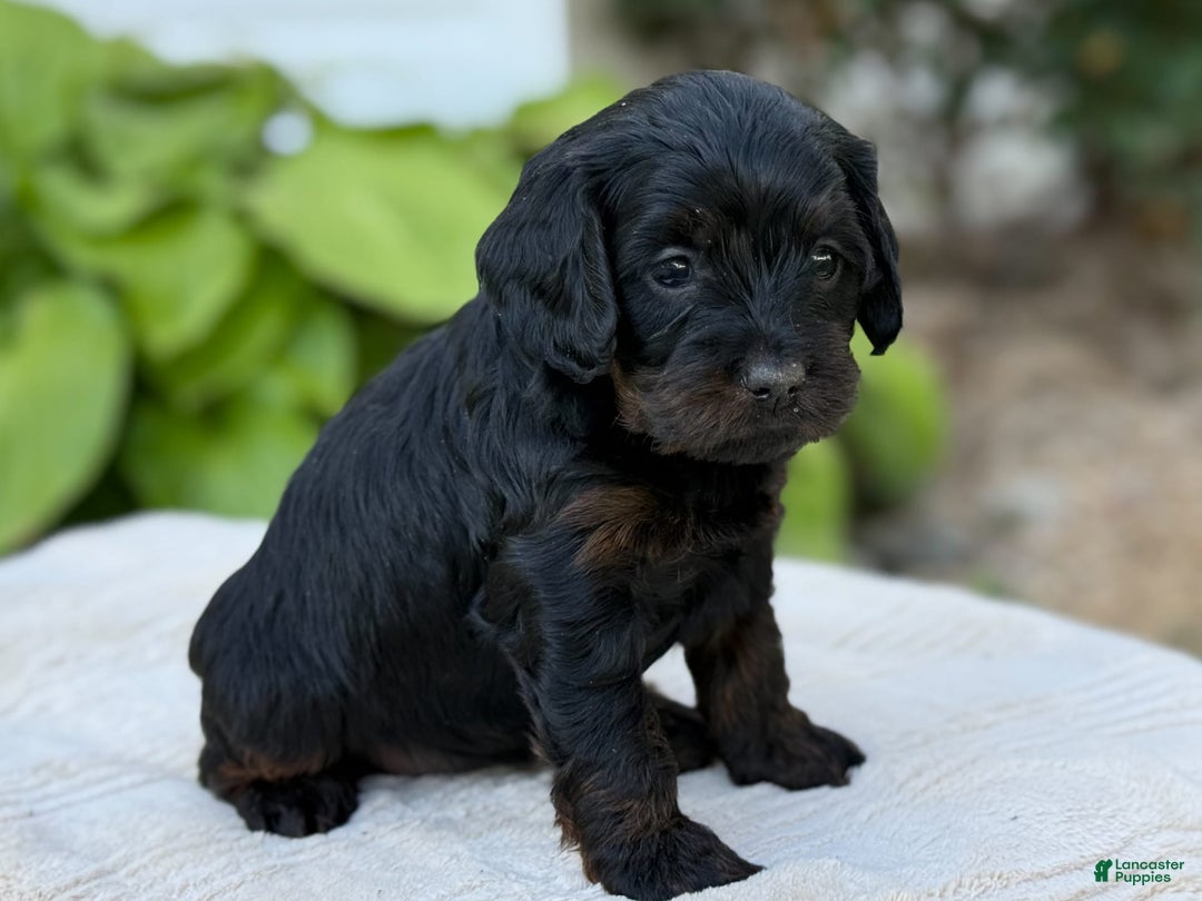 Cavapoo dogs for sale: Luna - Image 11